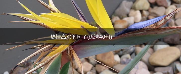 热情高涨的句子(优选40句),第1张