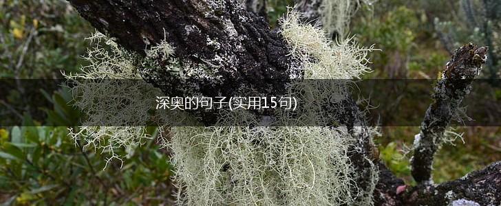 深奥的句子(实用15句),第1张