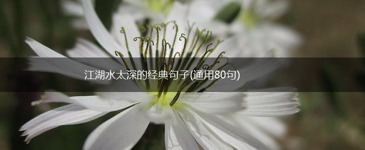 江湖水太深的经典句子(通用80句),第1张