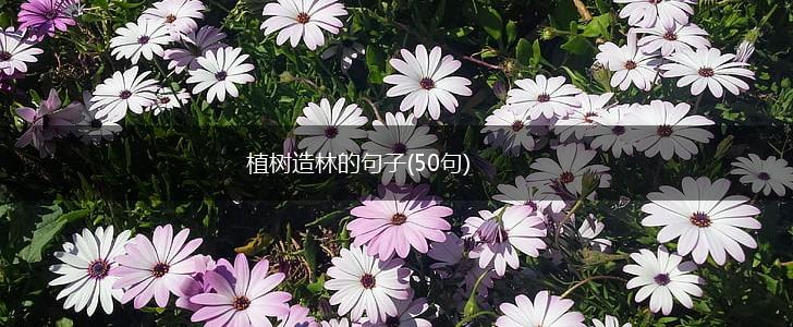 植树造林的句子(50句),第1张