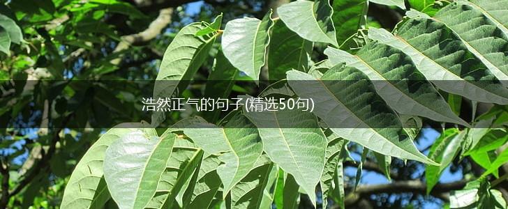 浩然正气的句子(精选50句),第1张