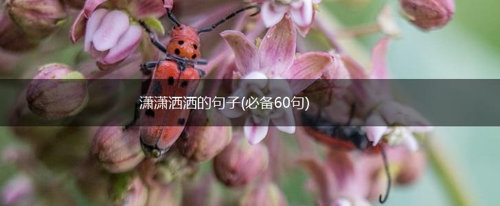 潇潇洒洒的句子(必备60句),第1张