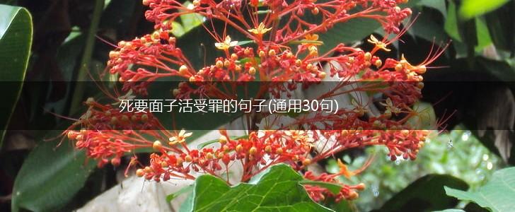 死要面子活受罪的句子(通用30句),第1张