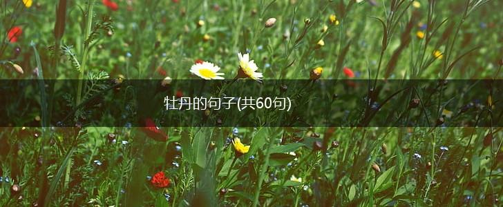 牡丹的句子(共60句),第1张