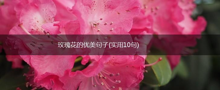 玫瑰花的优美句子(实用10句),第1张 玫瑰花的优美句子(实用10句),第1张