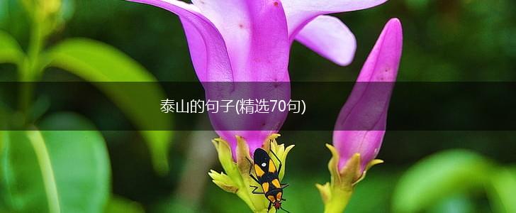 泰山的句子(精选70句),第1张