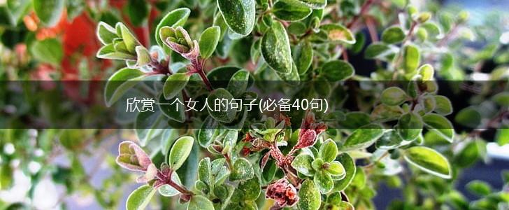 欣赏一个女人的句子(必备40句),第1张