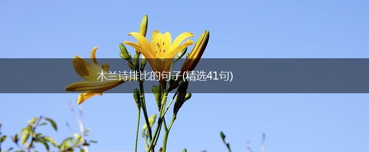 木兰诗排比的句子(精选41句),第1张