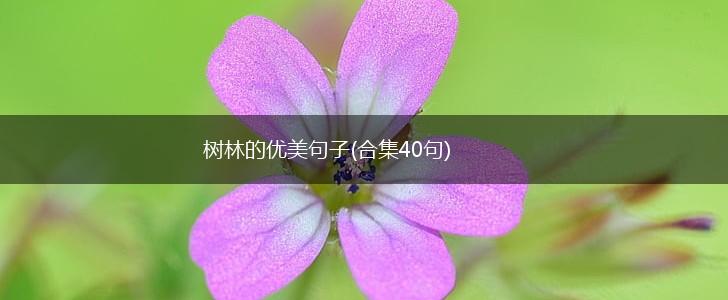 树林的优美句子(合集40句),第1张