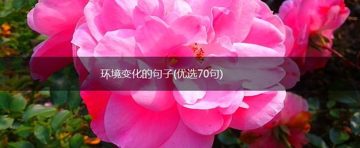 环境变化的句子(优选70句),第1张