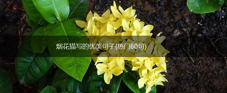 烟花描写的优美句子(热门60句),第1张