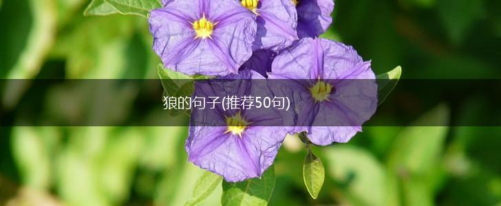 狼的句子(推荐50句),第1张