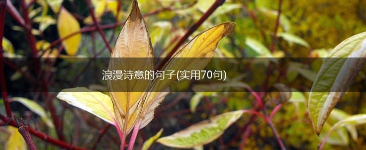 浪漫诗意的句子(实用70句),第1张