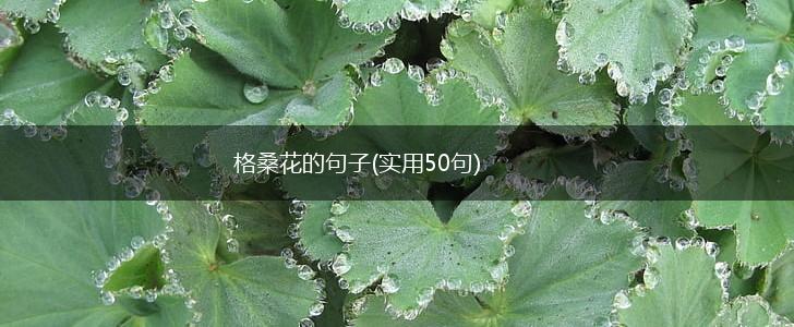 格桑花的句子(实用50句),第1张
