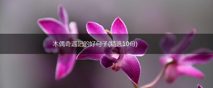 木偶奇遇记的好句子(精选10句),第1张