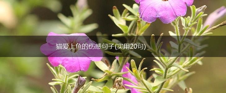 猫爱上鱼的伤感句子(实用20句),第1张