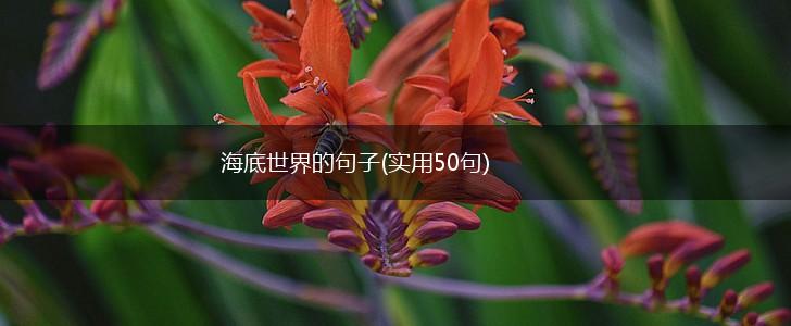 海底世界的句子(实用50句),第1张
