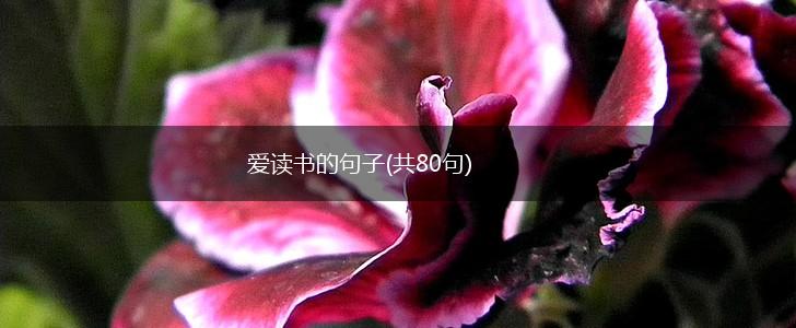 爱读书的句子(共80句),第1张