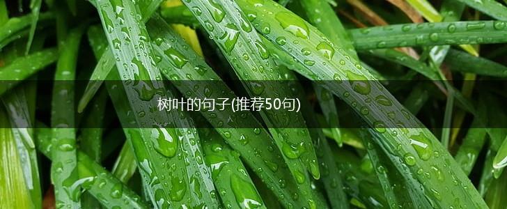 树叶的句子(推荐50句),第1张