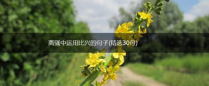 离骚中运用比兴的句子(精选30句),第1张