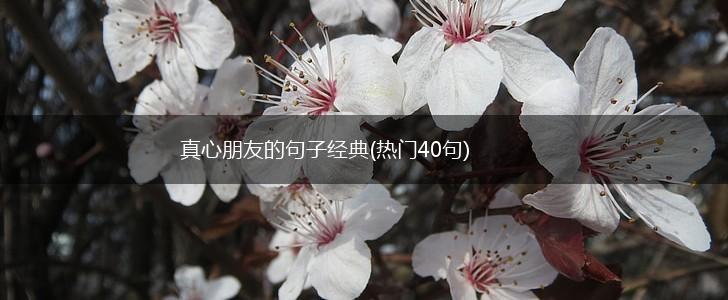 真心朋友的句子经典(热门40句),第1张