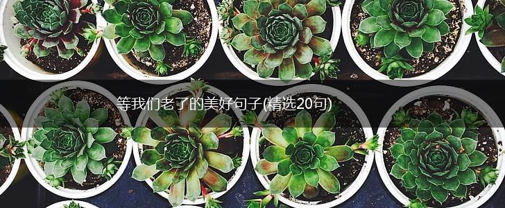 等我们老了的美好句子(精选20句),第1张 等我们老了的美好句子(精选20句),第1张