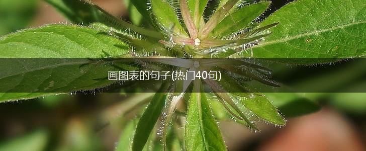 画图表的句子(热门40句),第1张