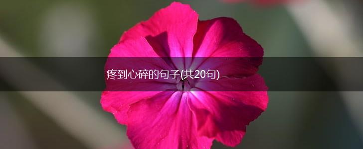 疼到心碎的句子(共20句),第1张 疼到心碎的句子(共20句),第1张