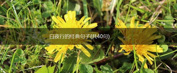 白夜行的经典句子(共40句),第1张