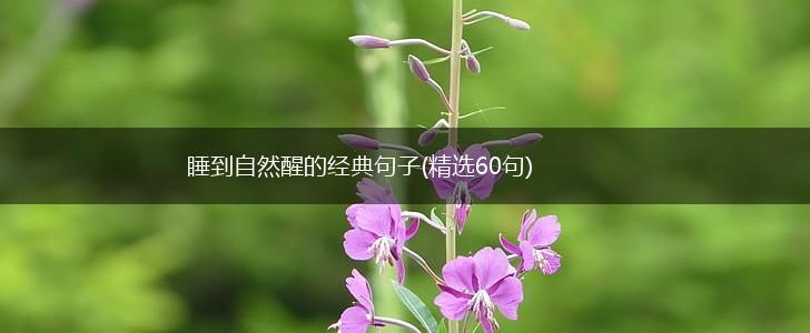 睡到自然醒的经典句子(精选60句),第1张