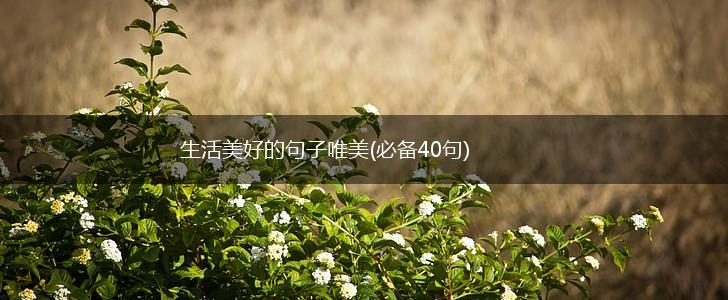 生活美好的句子唯美(必备40句),第1张