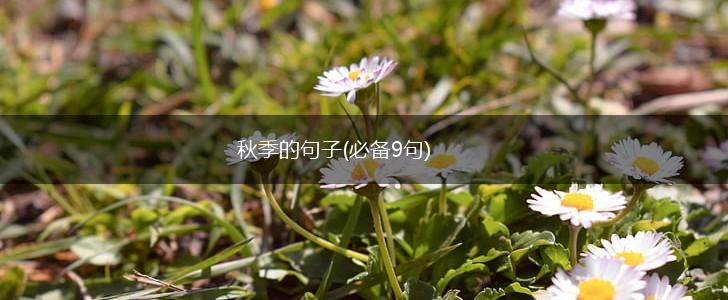 秋季的句子(必备9句),第1张