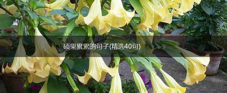 硕果累累的句子(精选40句),第1张