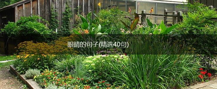 眼睛的句子(精选40句),第1张