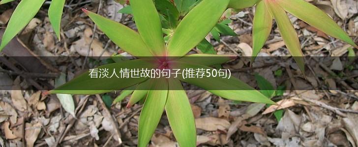 看淡人情世故的句子(推荐50句),第1张