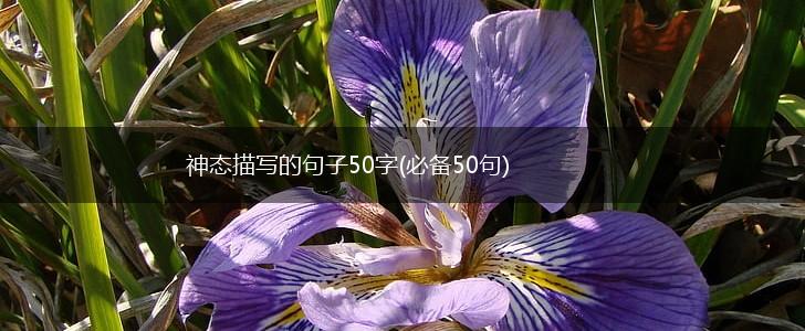 神态描写的句子50字(必备50句),第1张