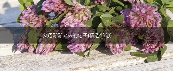 父母渐渐老去的句子(精选45句),第1张