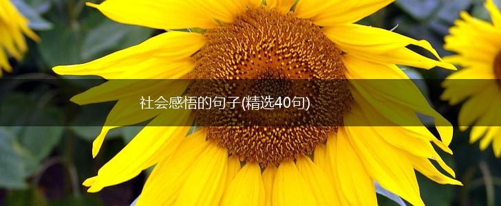 社会感悟的句子(精选40句),第1张