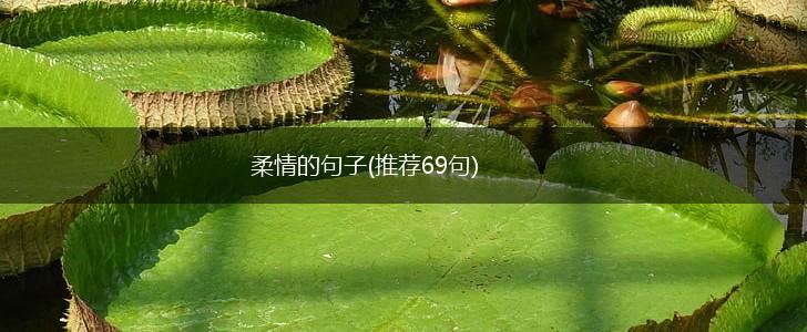 柔情的句子(推荐69句),第1张