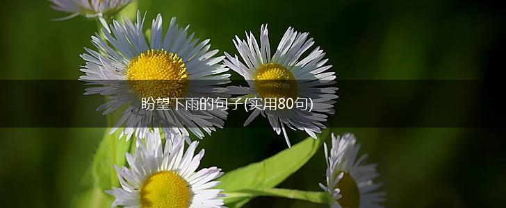 盼望下雨的句子(实用80句),第1张