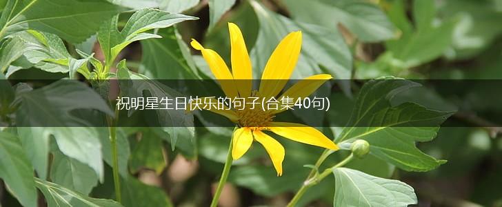 祝明星生日快乐的句子(合集40句),第1张