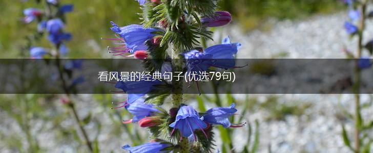 看风景的经典句子(优选79句),第1张