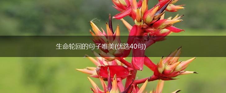 生命轮回的句子唯美(优选40句),第1张