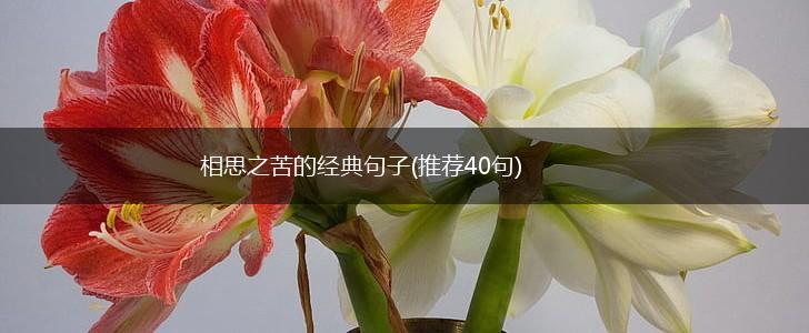 相思之苦的经典句子(推荐40句),第1张