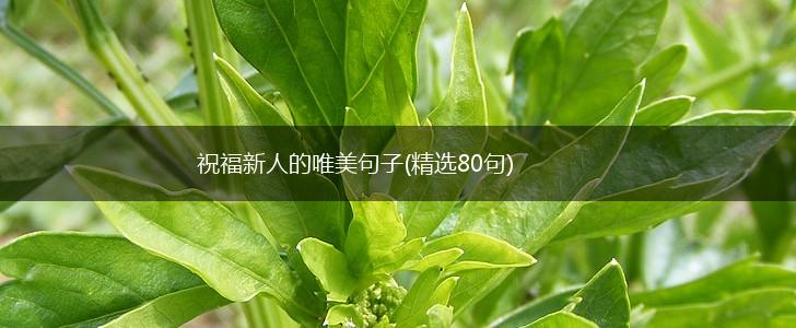 祝福新人的唯美句子(精选80句),第1张