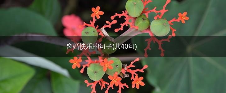 离婚快乐的句子(共40句),第1张