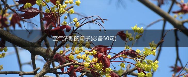 空气清新的句子(必备50句),第1张 空气清新的句子(必备50句),第1张
