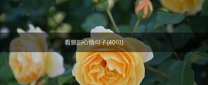 看景的心情句子(40句),第1张