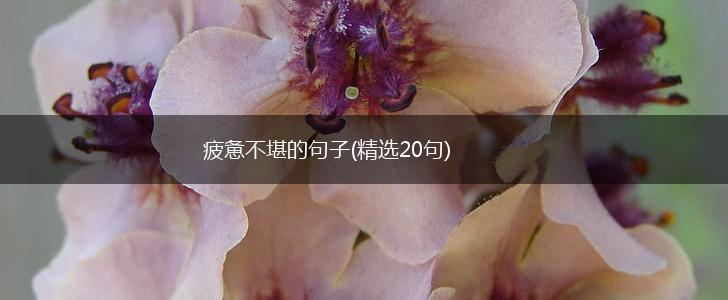 疲惫不堪的句子(精选20句),第1张