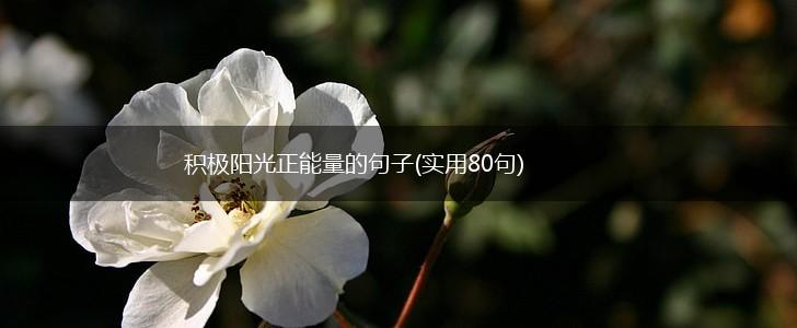 积极阳光正能量的句子(实用80句),第1张